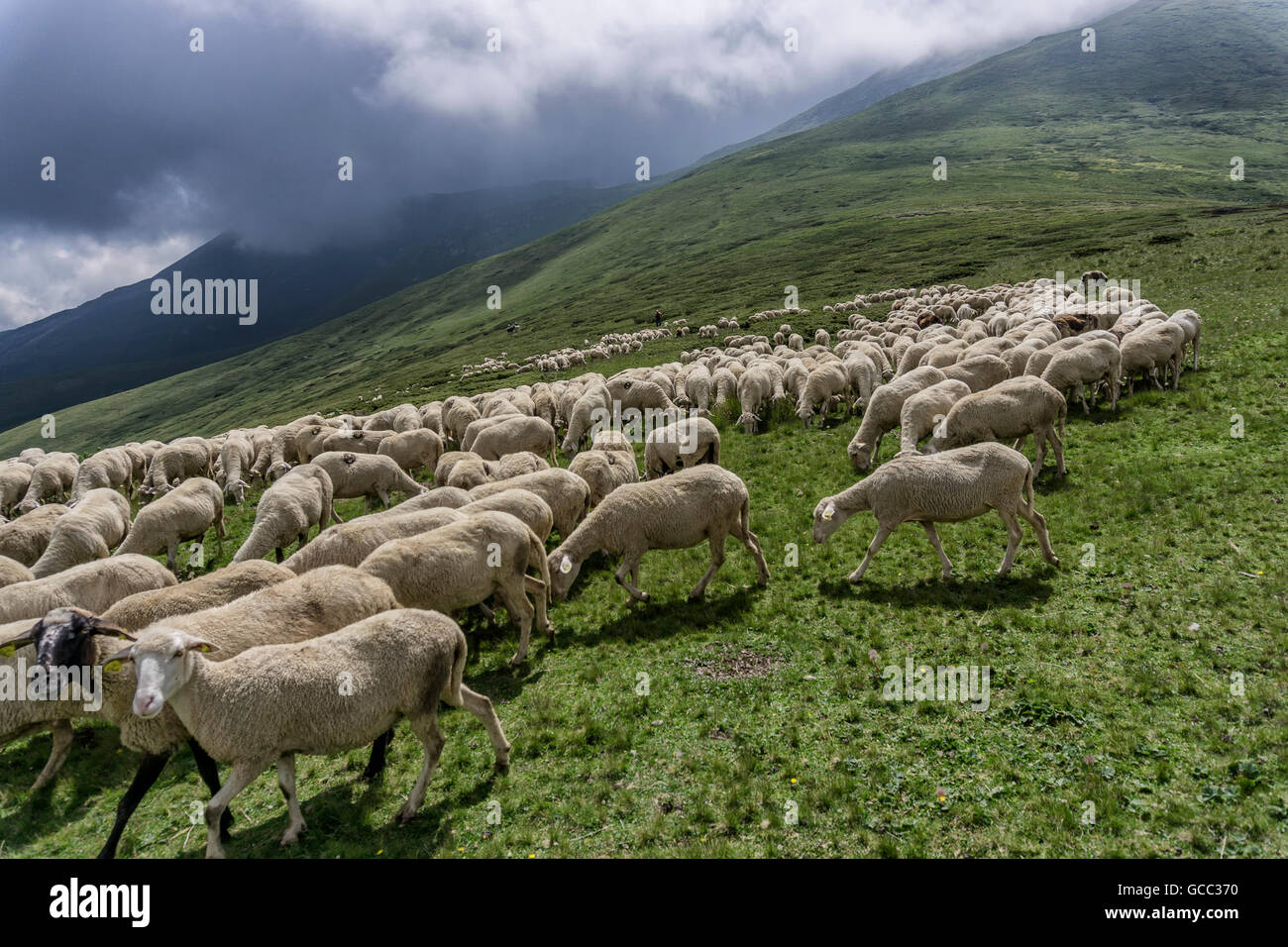 Un gregge di pecore al pascolo di erba in montagna Foto Stock