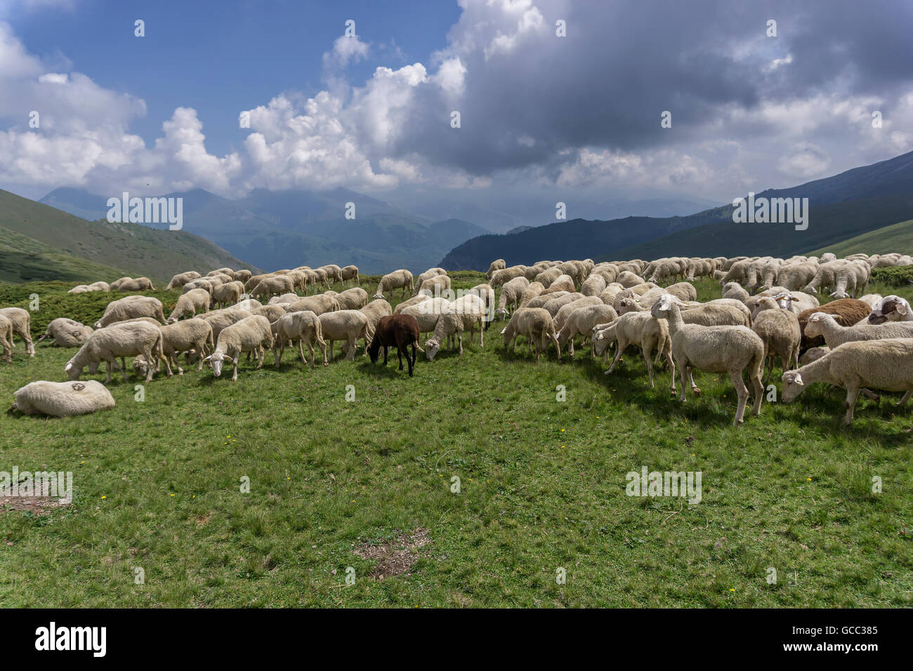 Un gregge di pecore al pascolo di erba in montagna Foto Stock