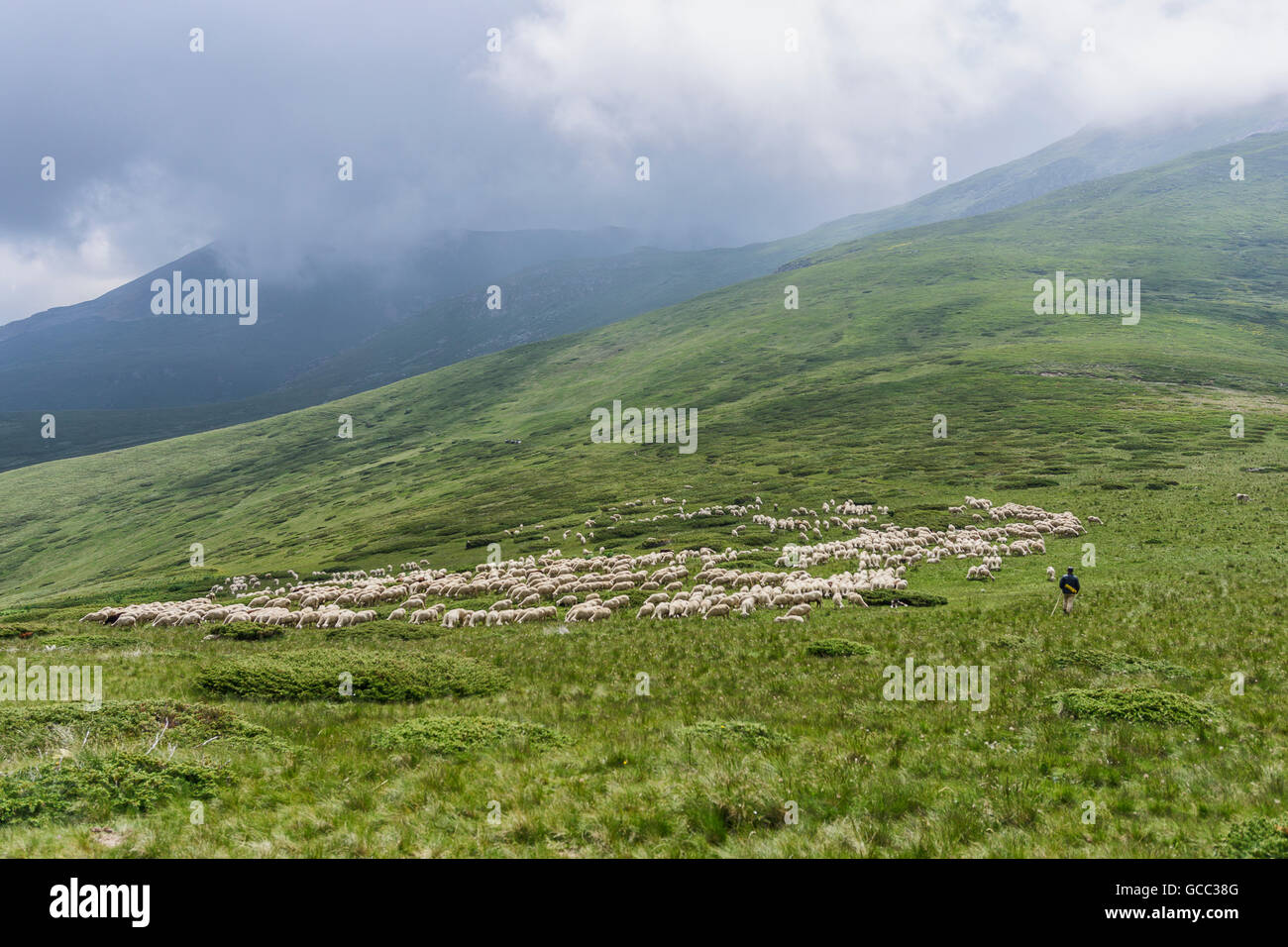 Un gregge di pecore al pascolo di erba in montagna Foto Stock