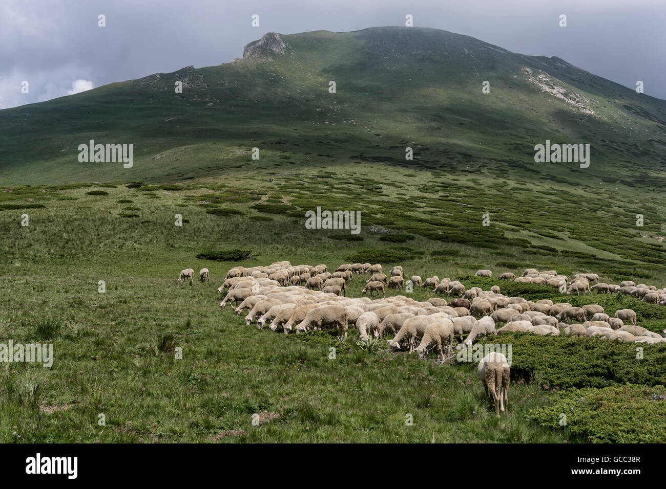 Un gregge di pecore al pascolo di erba in montagna Foto Stock
