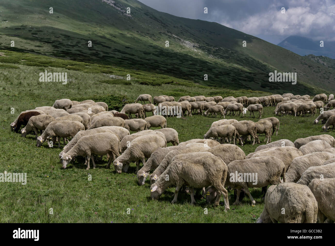 Un branco di pecore al pascolo di erba in montagna Foto Stock