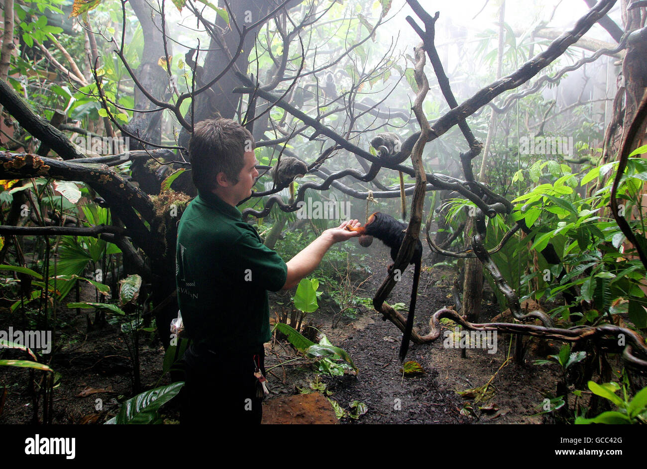 Lo Zoo di Londra La vita nella foresta pluviale Foto Stock