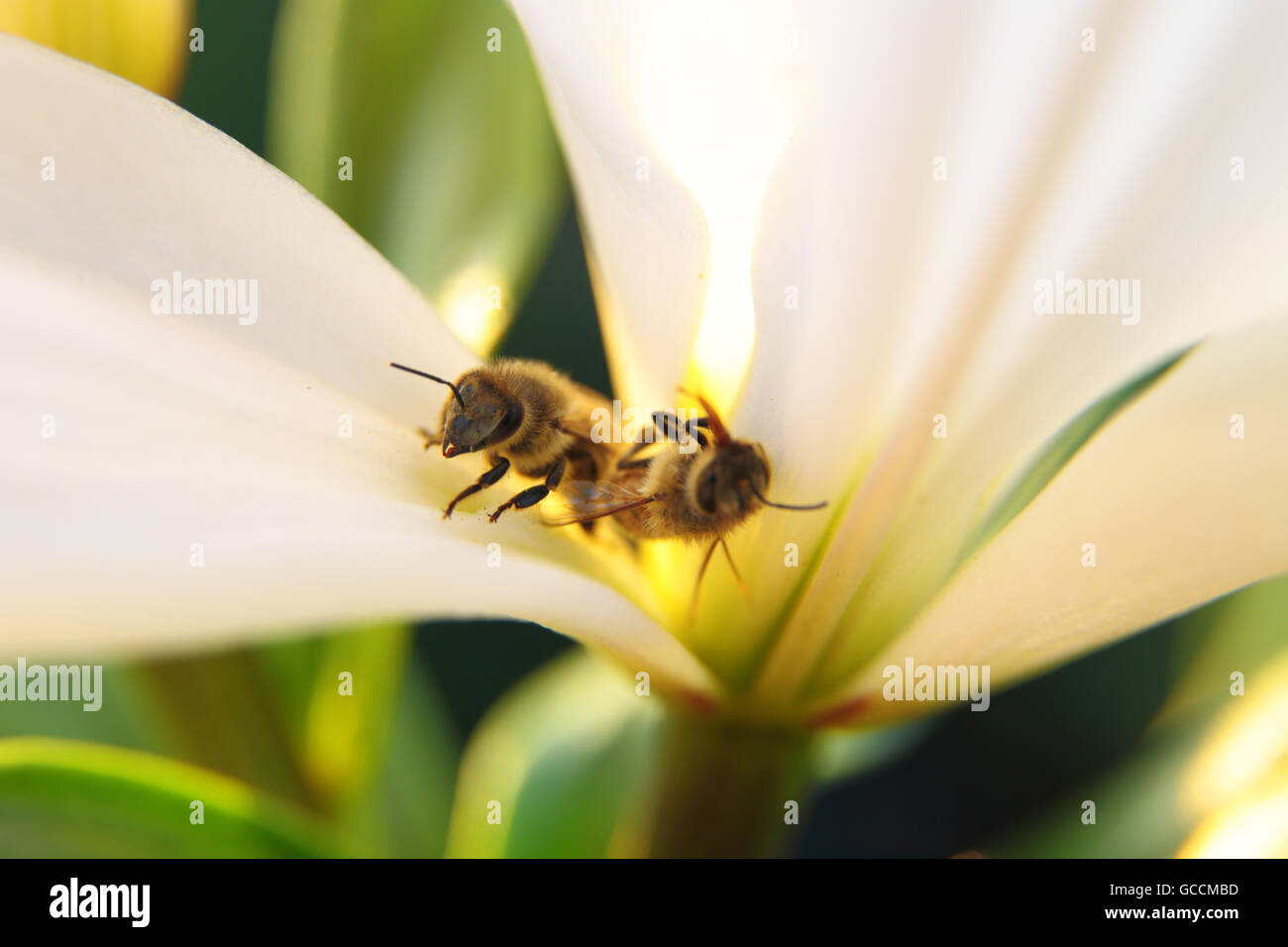 Primo piano di due api (uno allive uno morto) in uno sbocciare dalla luce diurna Foto Stock