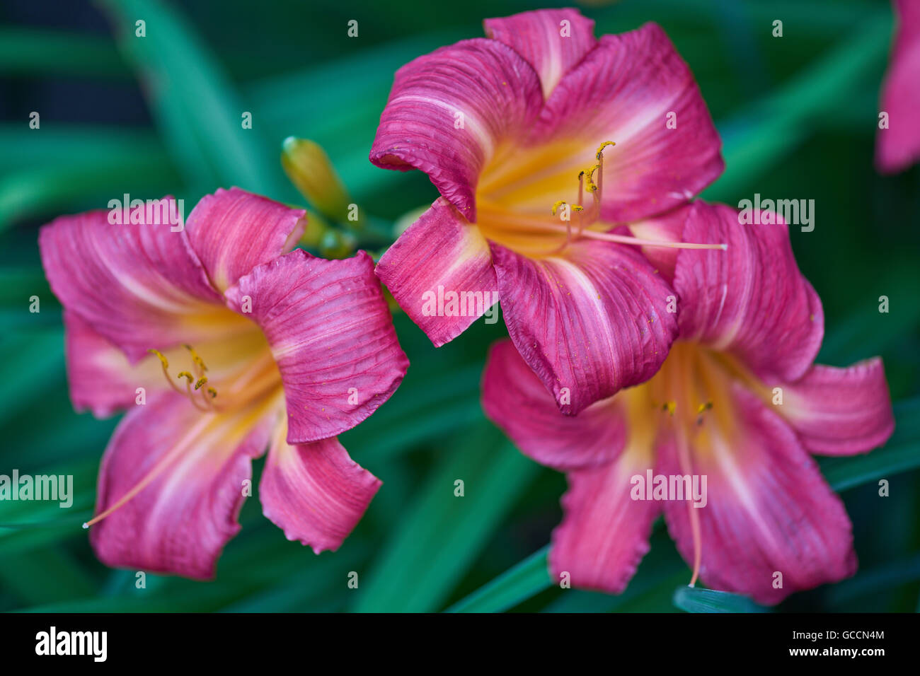Tre viola scuro gigli rosa ciliegia Hemerocallis pulcini Foto Stock