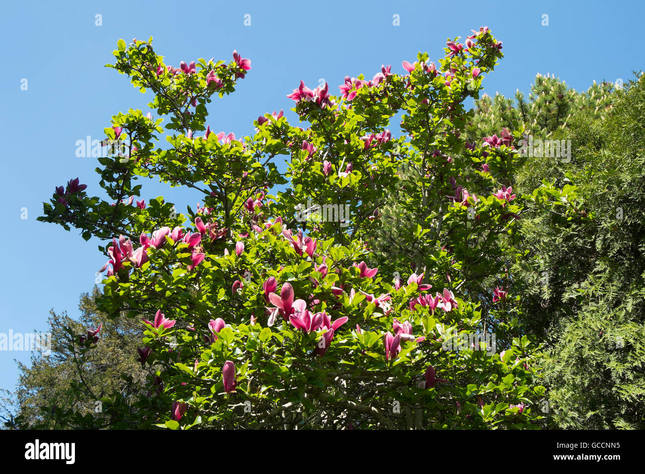 Magnolia grandiflora presso il giardino Peto a Iford Manor, Bradford-on-Avon, Wiltshire, Regno Unito Foto Stock Magnolia grandiflora presso il giardino Peto a Iford Manor, Bradford-on-Avon, Wiltshire, Regno Unito Foto Stock