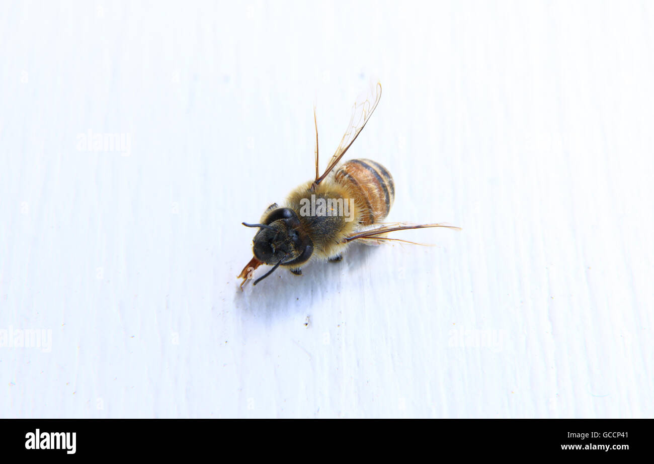 Primo piano di un ape con sfondo bianco Foto Stock