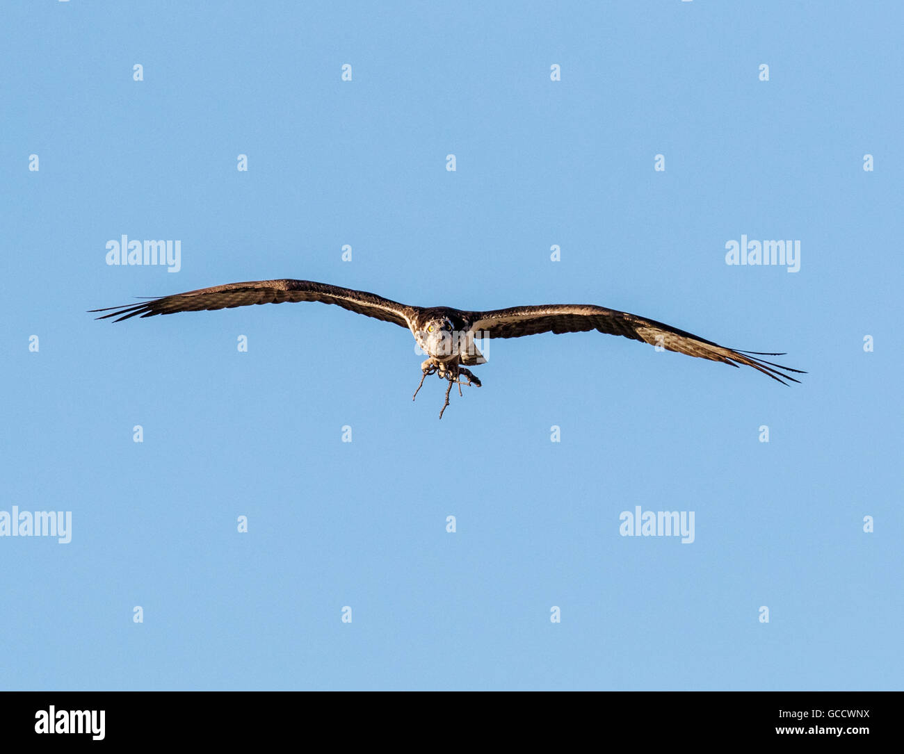 Osprey in volo portando, bastoni a nido, Pandion haliaetus, sea hawk, pesce eagle, fiume hawk, pesce hawk, raptor Foto Stock