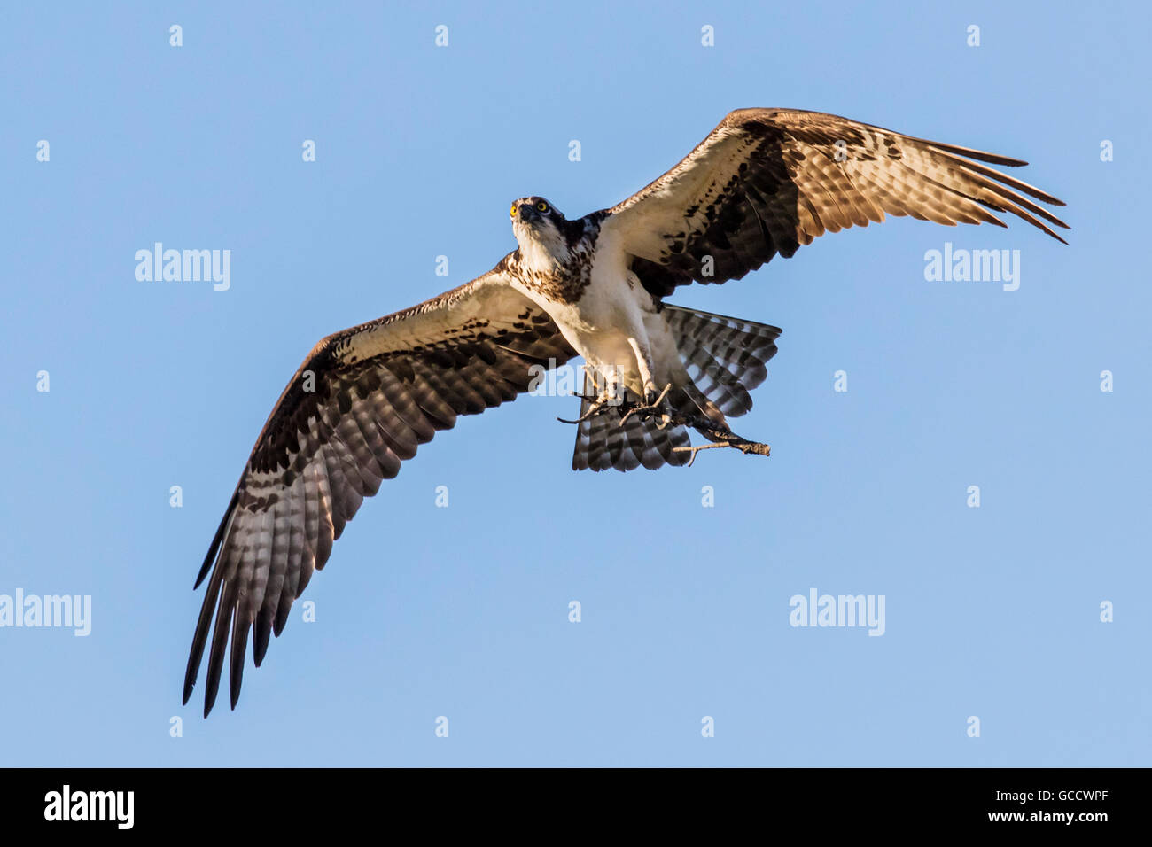 Osprey in volo portando, bastoni a nido, Pandion haliaetus, sea hawk, pesce eagle, fiume hawk, pesce hawk, raptor Foto Stock