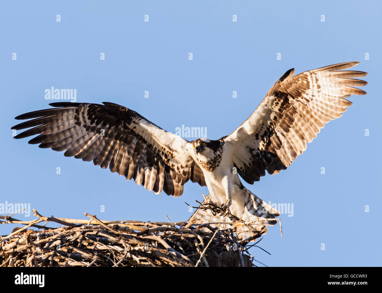 Osprey portando bastoni, atterraggio sul nido, Pandion haliaetus, sea hawk, pesce eagle, fiume hawk, pesce hawk, raptor Foto Stock