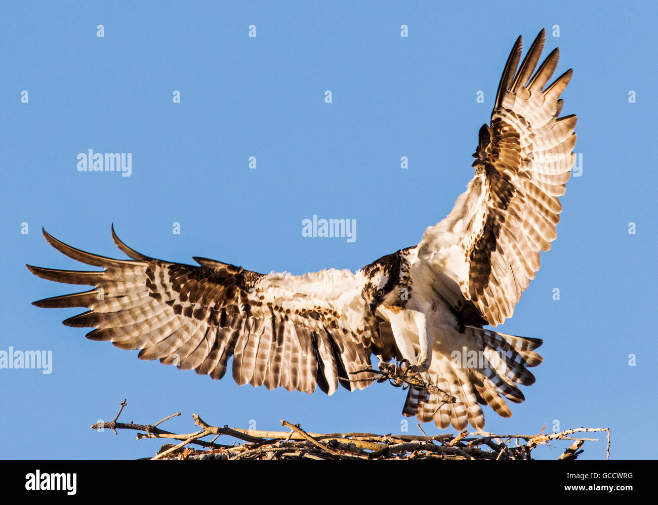 Osprey atterraggio sul nido, Pandion haliaetus, sea hawk, pesce eagle, fiume hawk, pesce hawk, raptor, Chaffee County, Colorado, STATI UNITI D'AMERICA Foto Stock