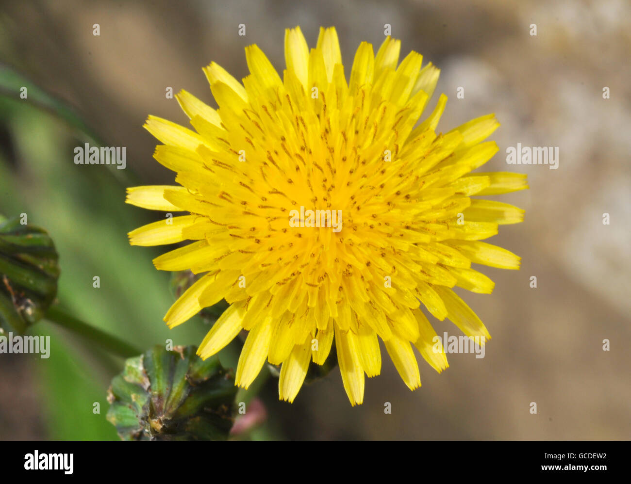 Fiore di tarassaco e gemme Foto Stock