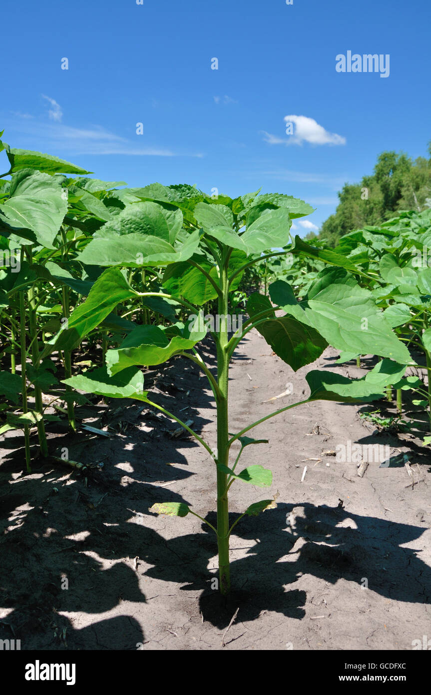 Sky e giovani pianta di girasole sul campo Foto Stock