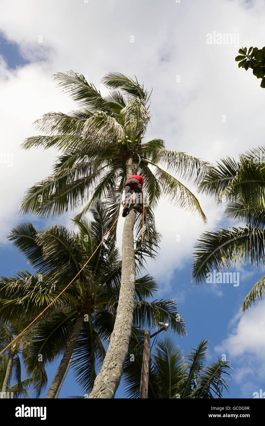 Noci di cocco raccolte, Waimanalo Beach; Waimanalo, Oahu, Hawaii, Stati Uniti d'America Foto Stock