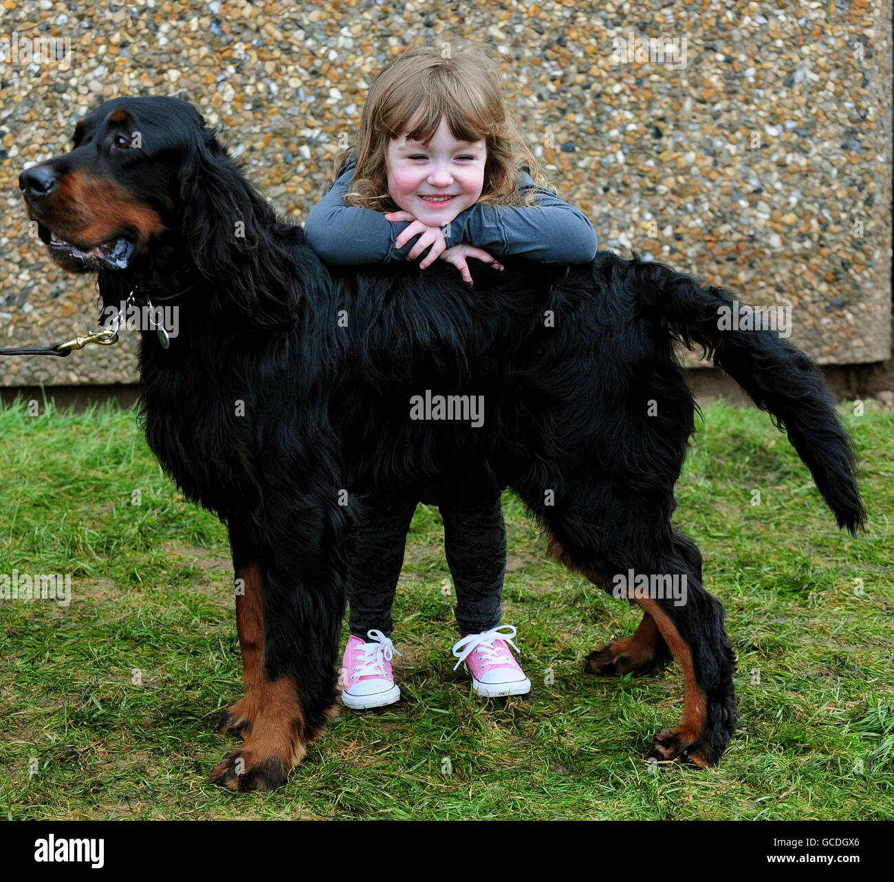 Florence Hill , quattro, dell'abbazia di Waltham, Essex, con l'animale domestico di famiglia, Tyler, un Gordon Setter di cinque anni a Crufts, NEC, Birmingham. Foto Stock