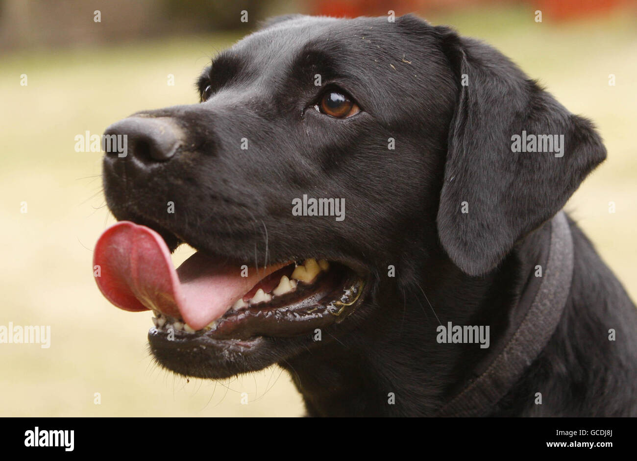 Cane mangia il calcio Foto Stock