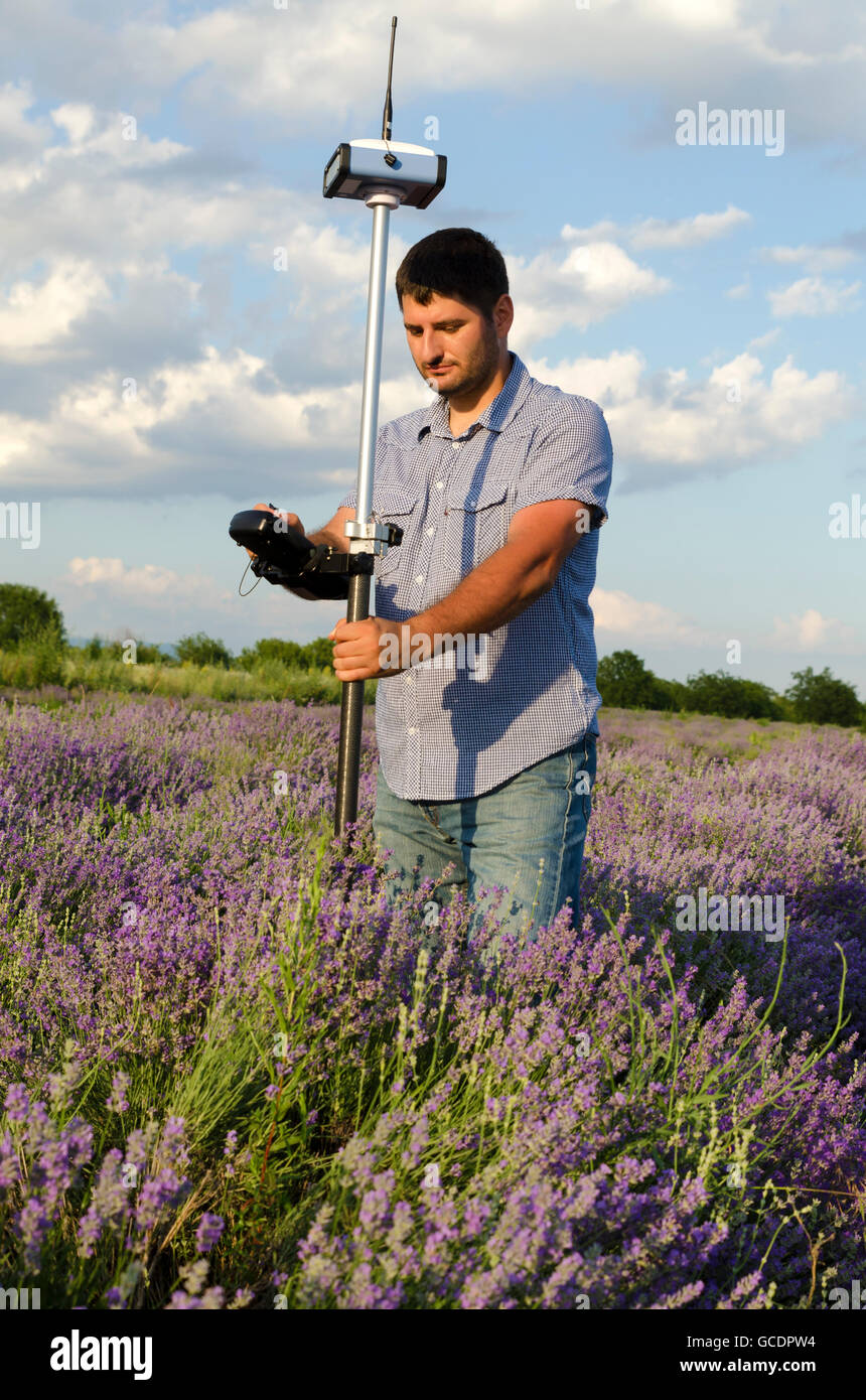 Agrimensura in un campo di lavanda Foto Stock