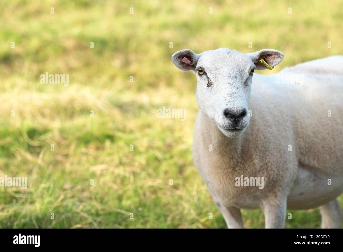 Pecore una pecora nella luce della sera su un pendio di erba Herefordshire England Regno Unito Foto Stock