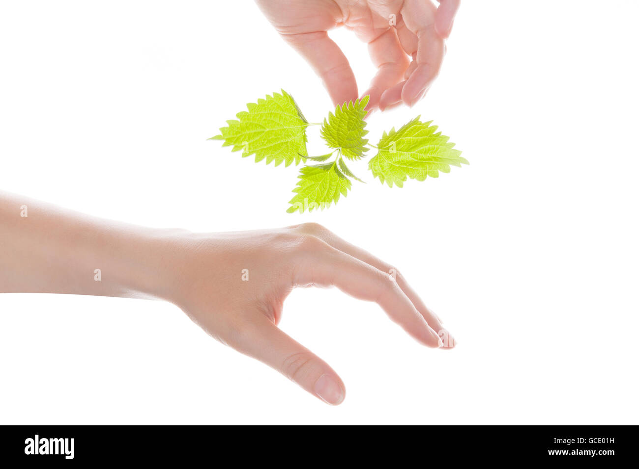 Femmina di mano azienda ortica e toccando la sua mano. Artrite naturale della medicina. Foto Stock