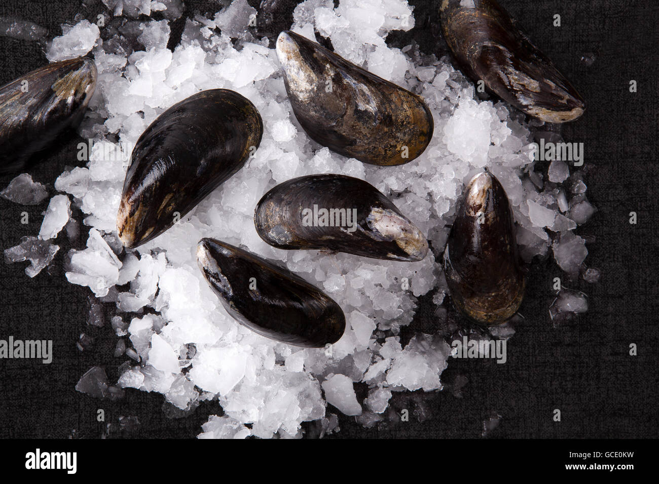 Lussuoso sfondo di frutti di mare. Gusci su ghiaccio nero sul tavolo di pietra, vista dall'alto. Frutti di mare culinarie dello sfondo. Foto Stock