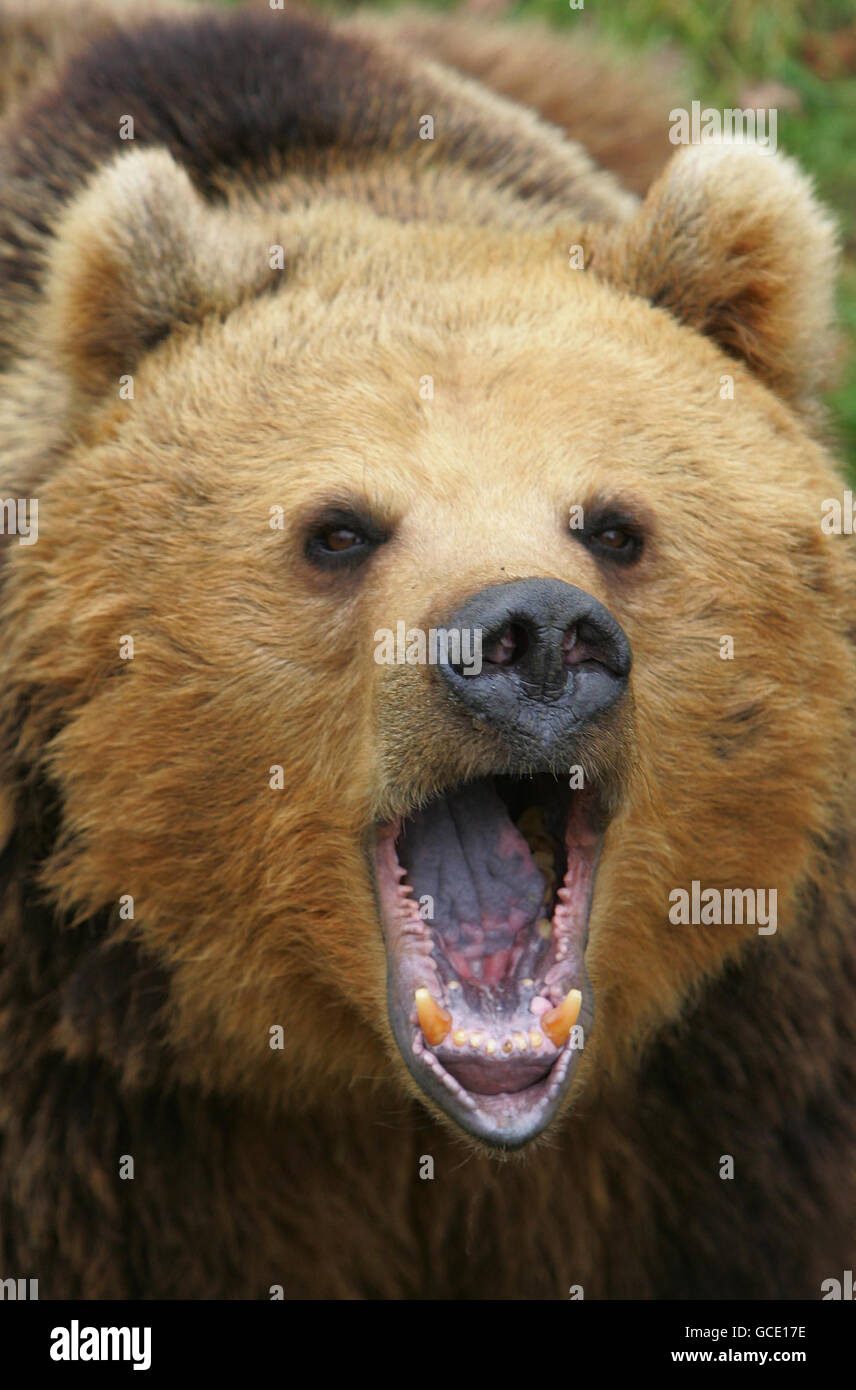 Gli orsi bruni europei si sono Uniti allo ZSL Whipsnade Zoo come parte del Wild Wild Whipsnade, la nuovissima mostra, che apre il Venerdì Santo allo zoo Bedfordshire, con animali che in passato vagavano in Inghilterra come alci, lince, lupi, orsi, cinghiali e lupi. Foto Stock