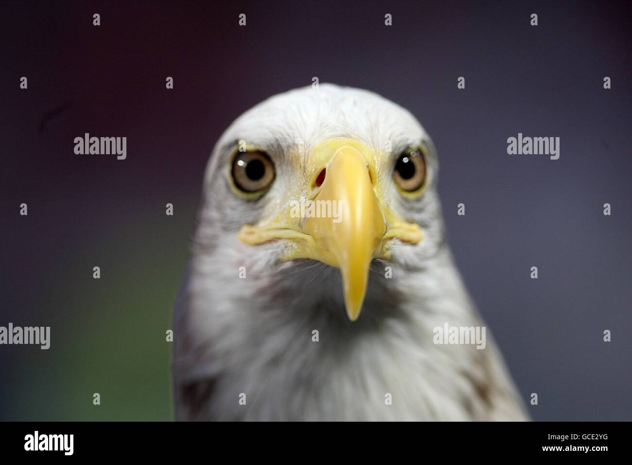 Calcio - UEFA Europa League - quarto finale - prima tappa - Benfica v Liverpool - Stadio di luce. L'aquila Benfica prima del gioco Foto Stock