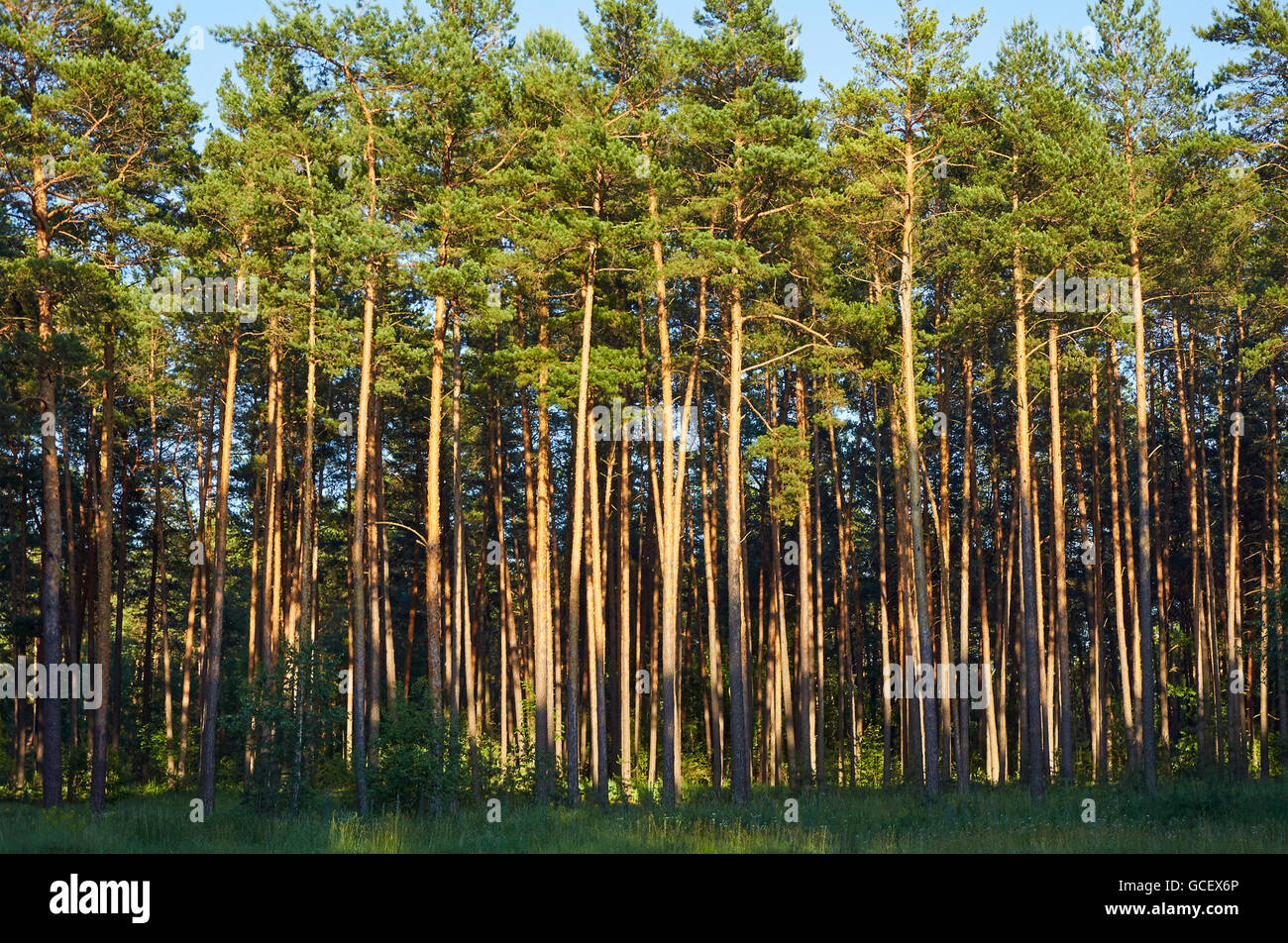 Vista della foresta di pini con alti alberi dritti in sera la luce solare Foto Stock