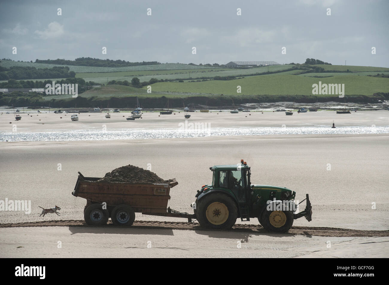 Un cane insegue un trattore a bassa marea a Padstow, Cornwall Foto Stock