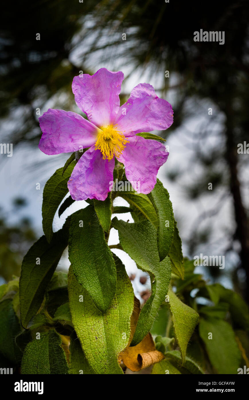 Close-up di fiori di bosco di pini cisto (Cistus symphytifolius), una endemica delle Canarie, vicino Ifonche, Tenerife Foto Stock