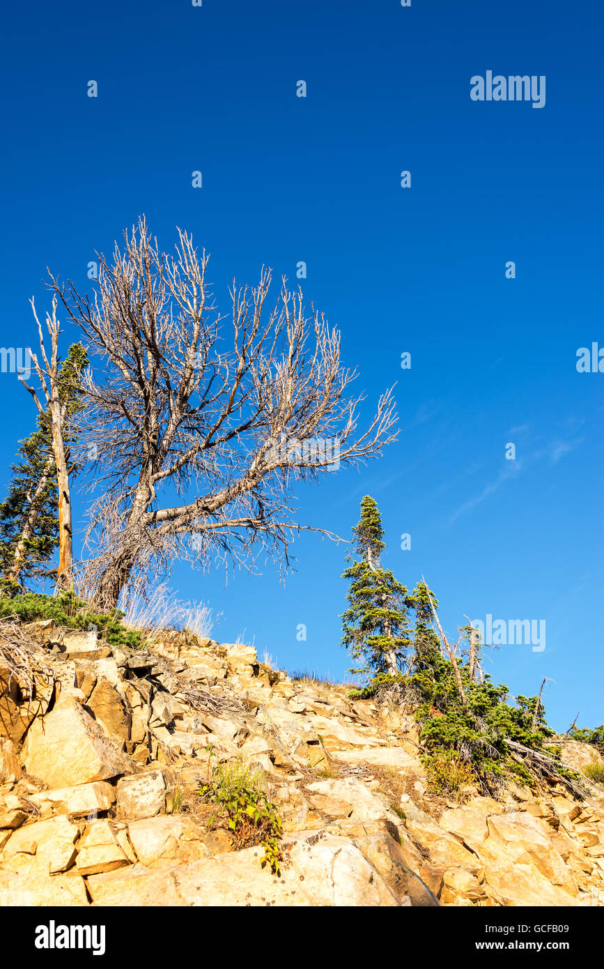 Vista del robusto cercando di alberi in un ambiente aspro nel Beartooth montagne vicino Red Lodge, Montana Foto Stock