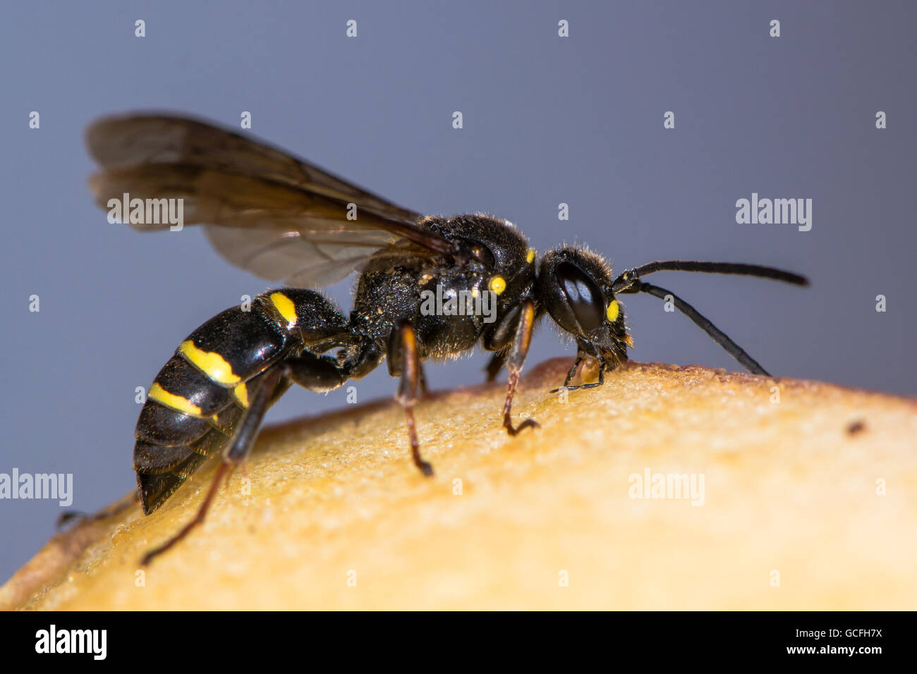 Digger wasp (Argogorytes mystaceus) mangiare apple. Nero e Giallo insetto in famiglia Crabronidae, alimentazione di frutta Foto Stock