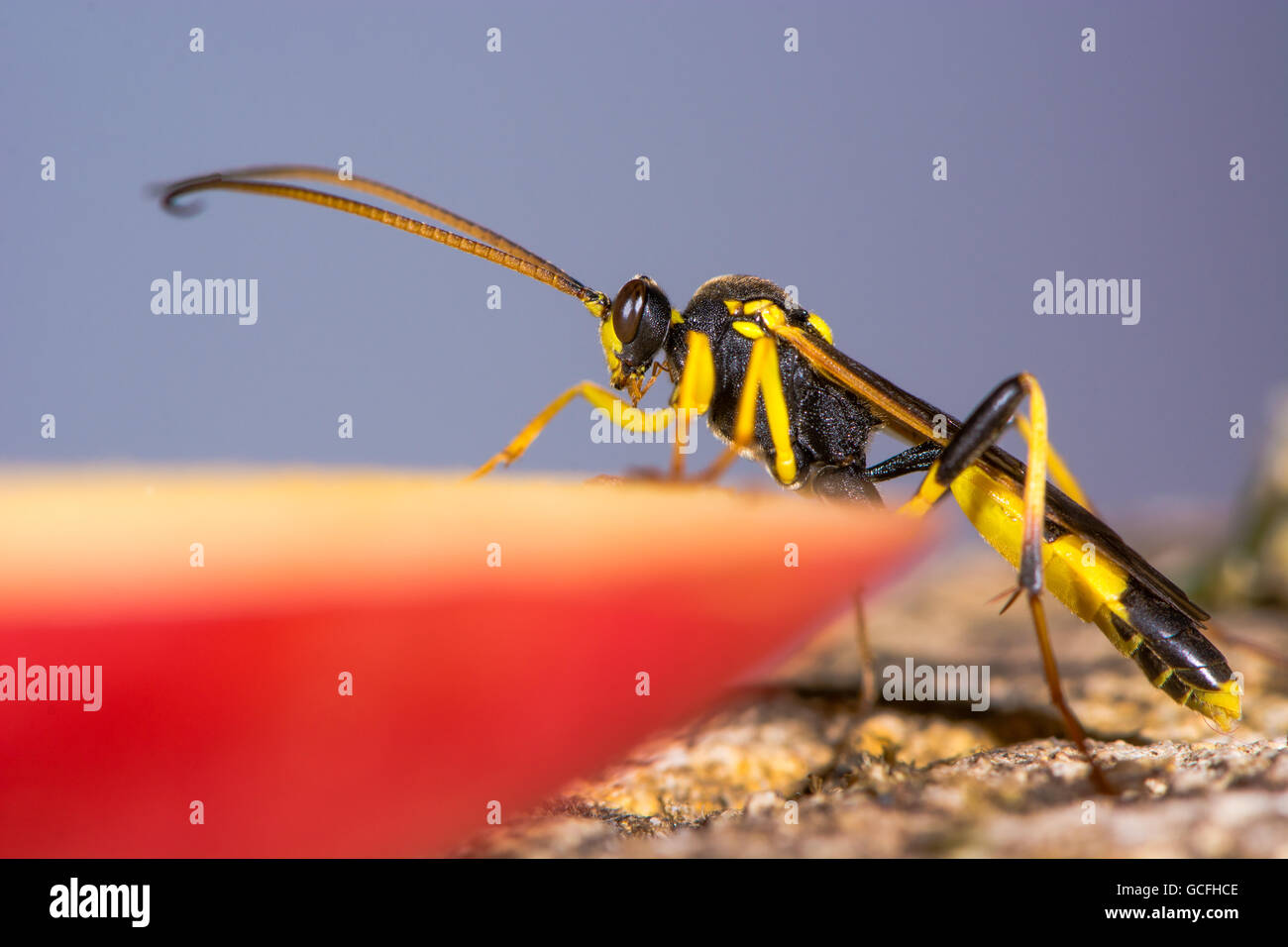 Amblyteles armatorius ichneumon wasp. Giallo e nero wasp parassita nella famiglia Ichneumonidae su apple Foto Stock