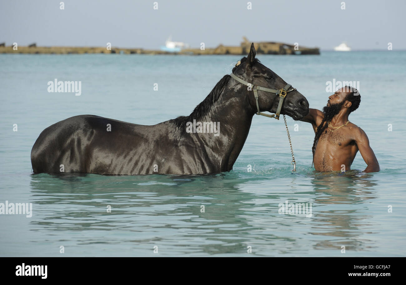 Uno sposo del Barbados Turf Club, lava un cavallo da corsa purosangue in mare vicino all'ippodromo Garrison Savannah, a tre miglia fuori dalla capitale Bridgetown. Foto Stock