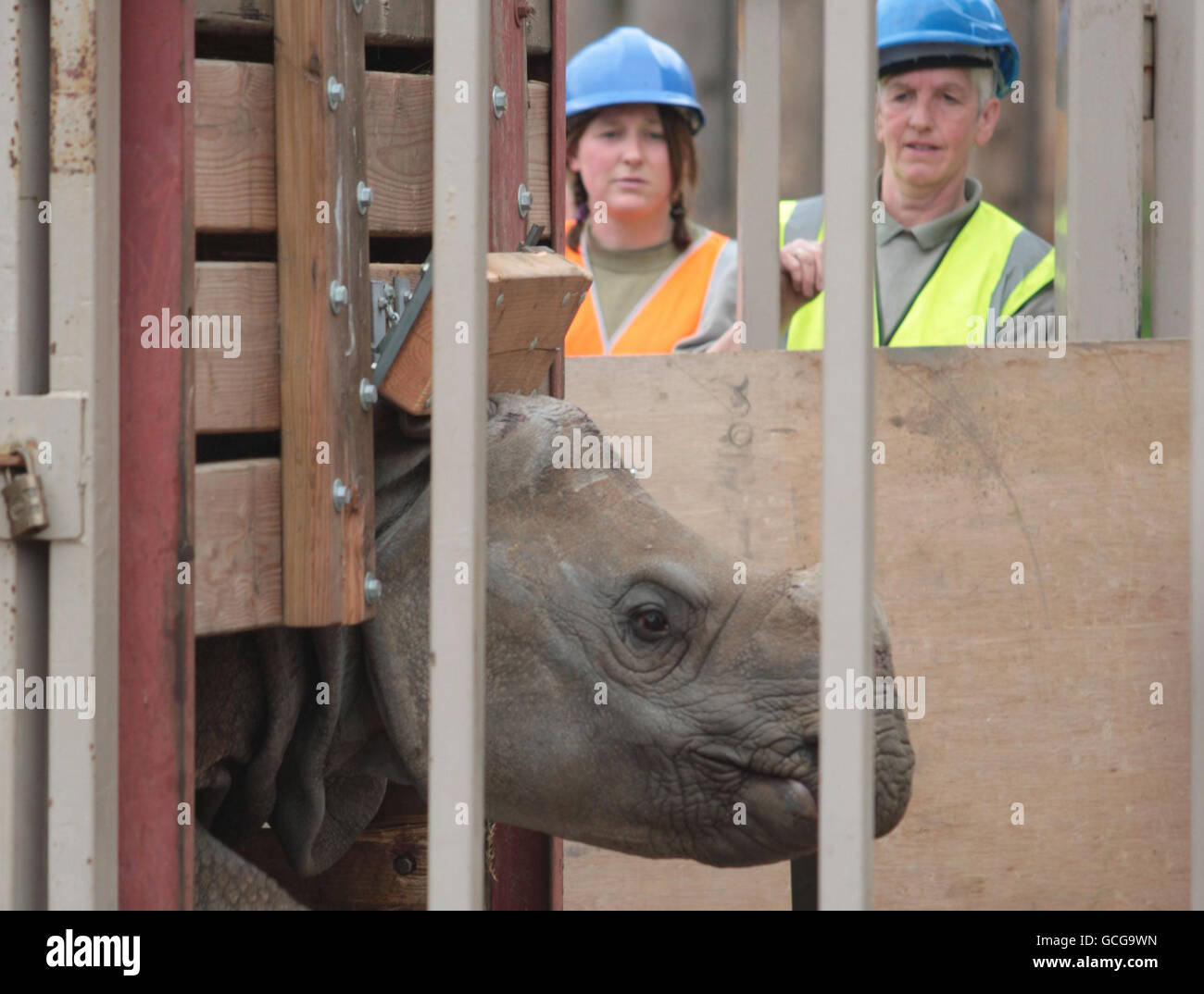 Un giovane rinoceronte indiano di nome Samir, del peso di 2.5 tonnellate, viene sollevato con una gru in un paddock allo zoo di Edimburgo. Foto Stock