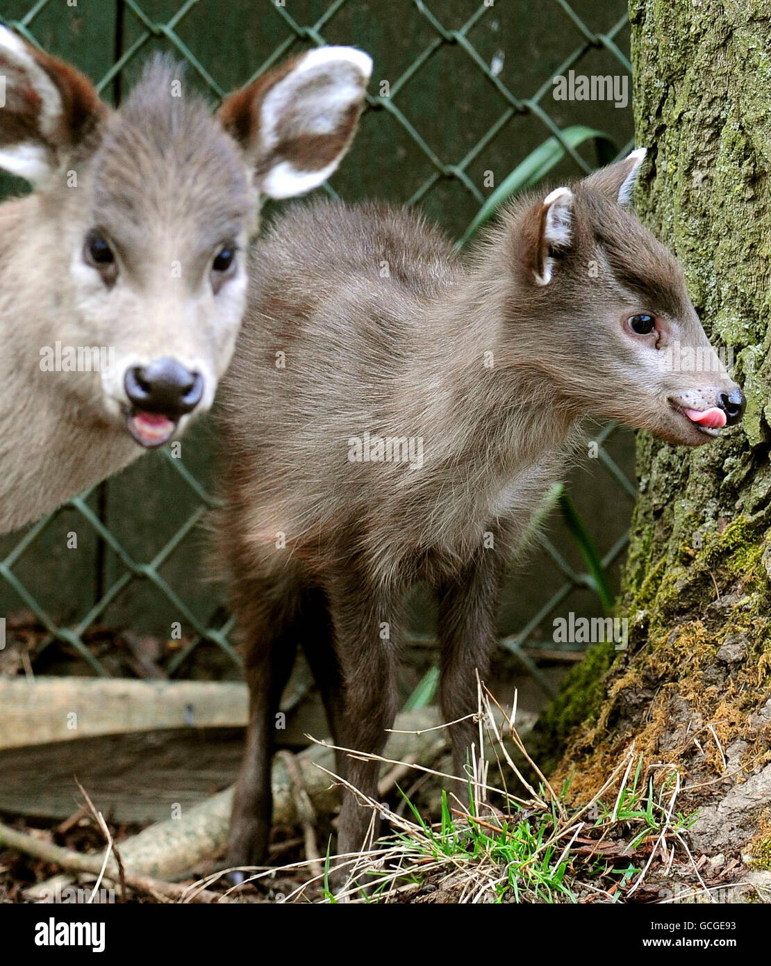 Un neonato cervo in tufted allo Zoo di Tywcross, ancora da dare il nome, con la sua madre Michelle. Il piccolo maschio è il nuovo arrivo allo Zoo di Twycross, Leicestershire, l'unica collezione del Regno Unito ad esporre e a riprodurre i rari cervi tufted. Foto Stock