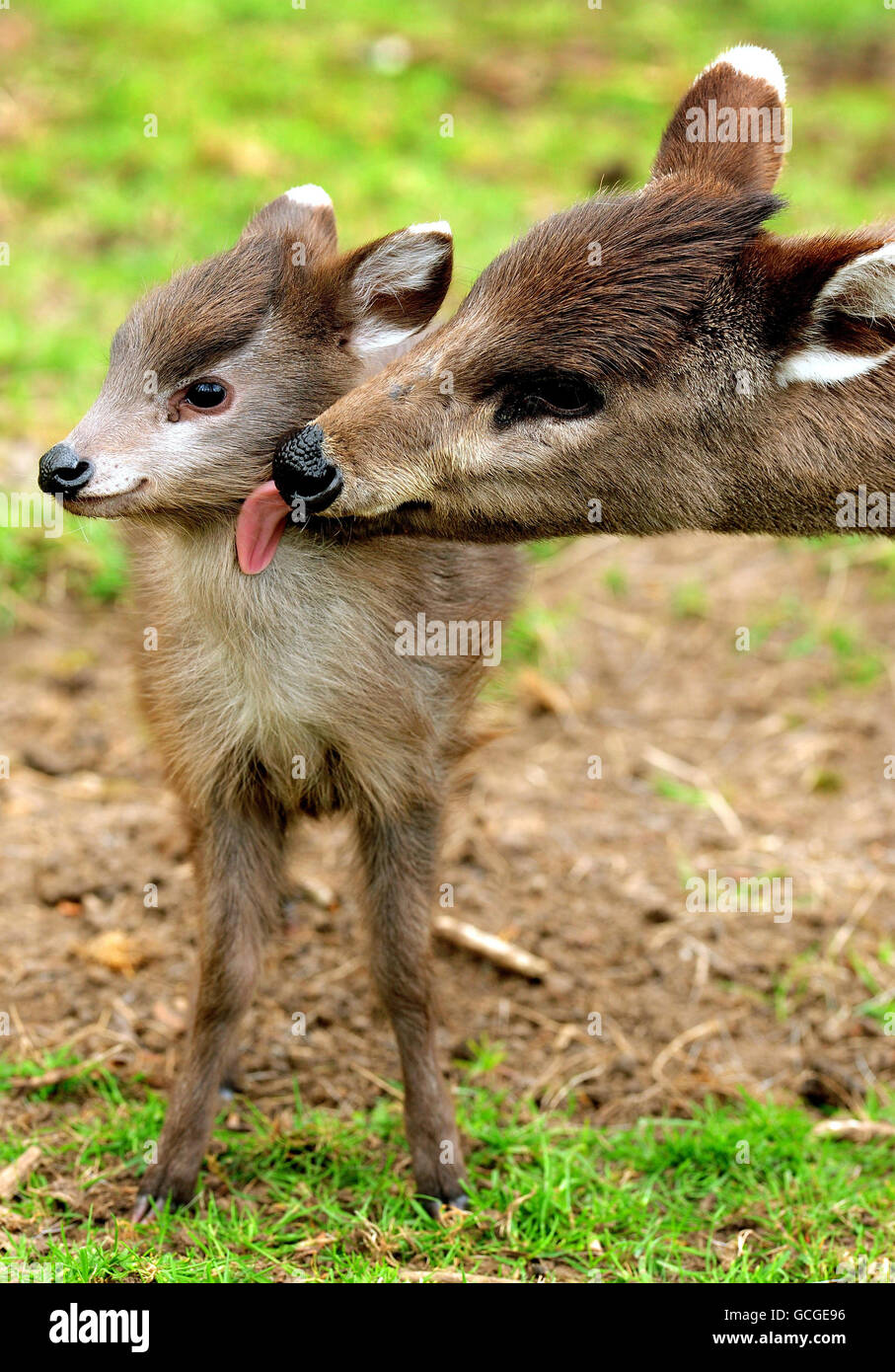 Un neonato cervo in tufted allo Zoo di Tywcross, ancora da dare il nome, con la sua madre Michelle. Il piccolo maschio è il nuovo arrivo allo Zoo di Twycross, Leicestershire, l'unica collezione del Regno Unito ad esporre e a riprodurre i rari cervi tufted. Foto Stock