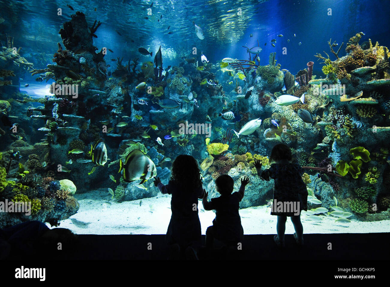I bambini in vacanza dall'Australia si spingono contro il bicchiere della vasca Coral Reef al Blue Reef Aquarium di Bristol, dove la loro famiglia trascorse la mattina dentro e fuori dal tempo piovoso britannico che sta affliggendo il Sud-Ovest del Regno Unito. Foto Stock