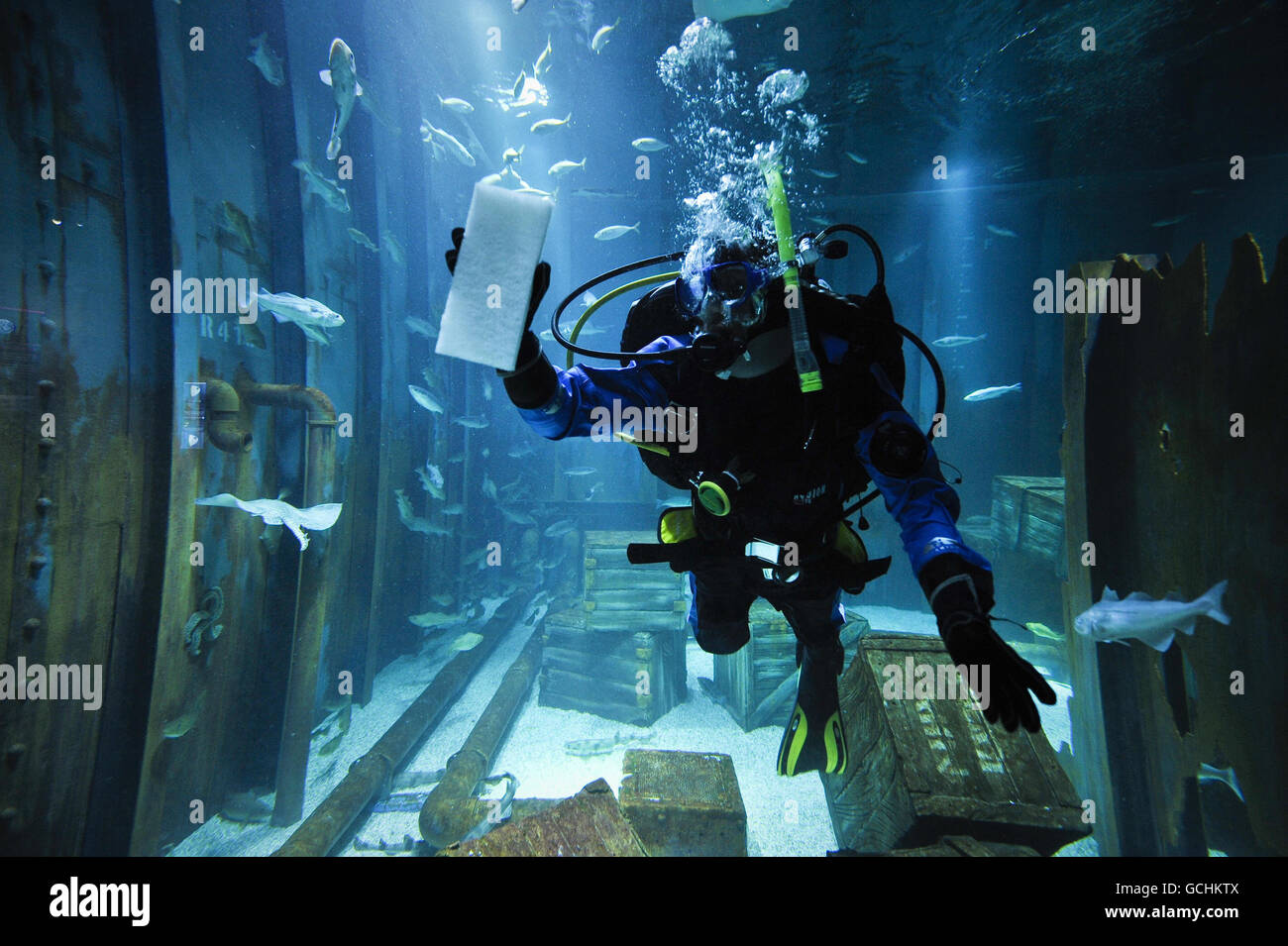 Blue Reef Aquarium Foto Stock