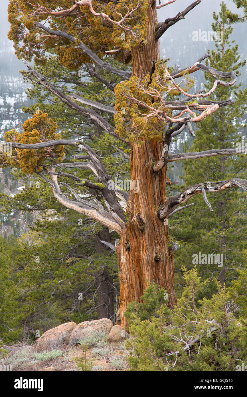 Il ginepro, Stanislaus National Forest, Ebbetts Pass National Scenic Byway, California Foto Stock