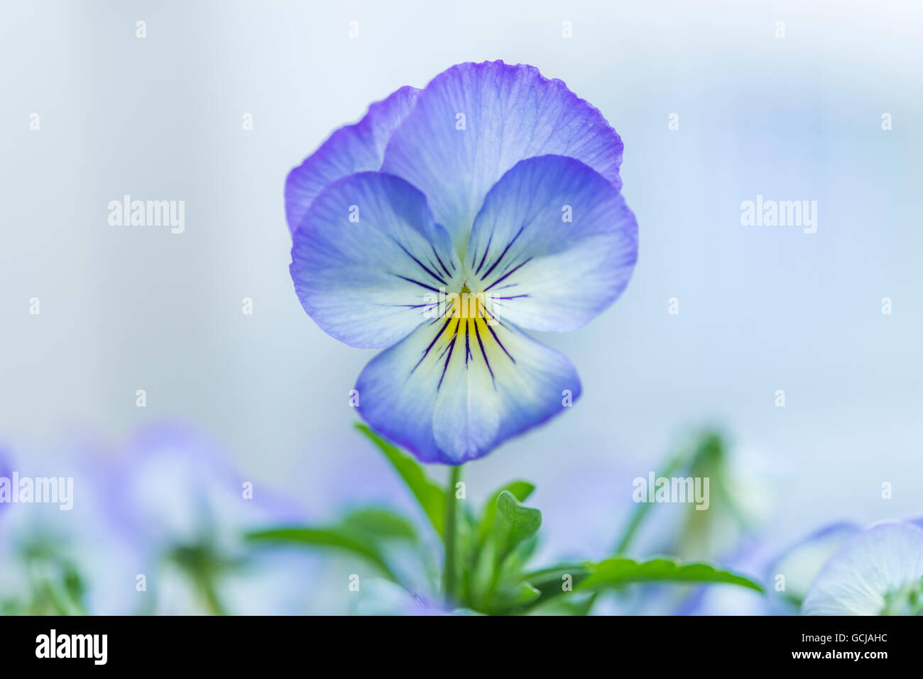 Primo piano di un cornuto fiore violaceo Foto Stock