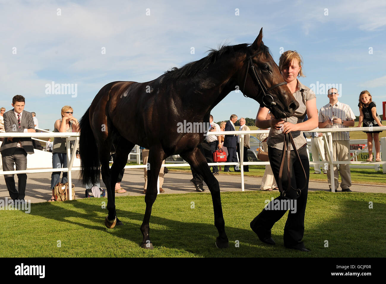 Premium Coffee entra nel recinto dei vincitori dopo aver vinto lo champagne Lanson 250 ° anniversario Maiden aste Stakes Foto Stock