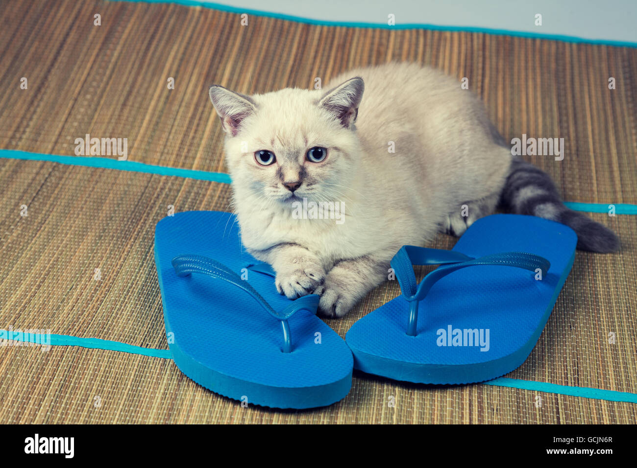 Cat Indossare flip-flop sandali giacente su grunge cilicio Foto Stock