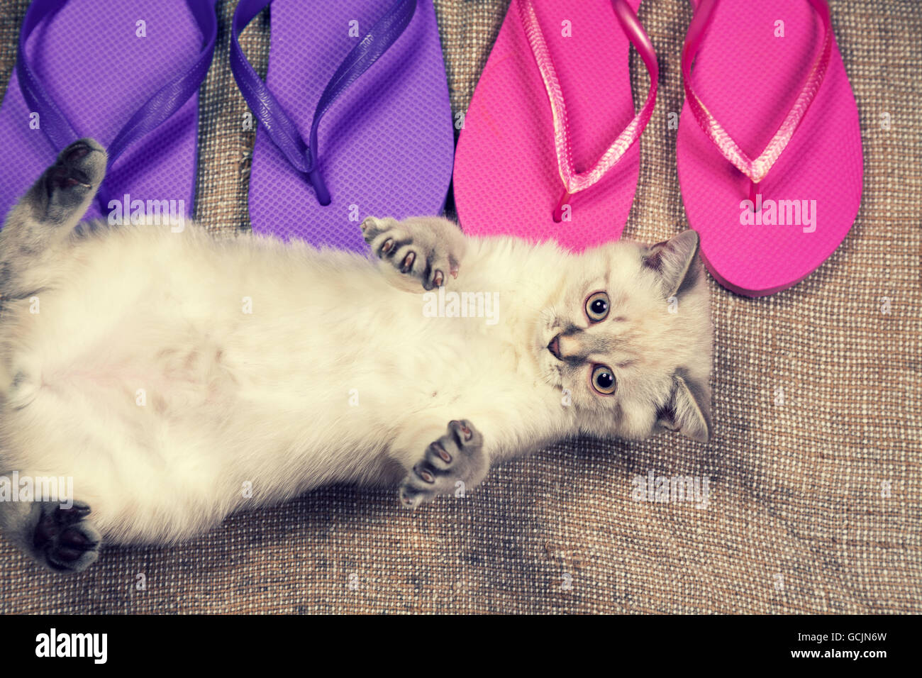 Estate scena. Carefree poco gattino sdraiato sulla schiena vicino flip flop sandali Foto Stock