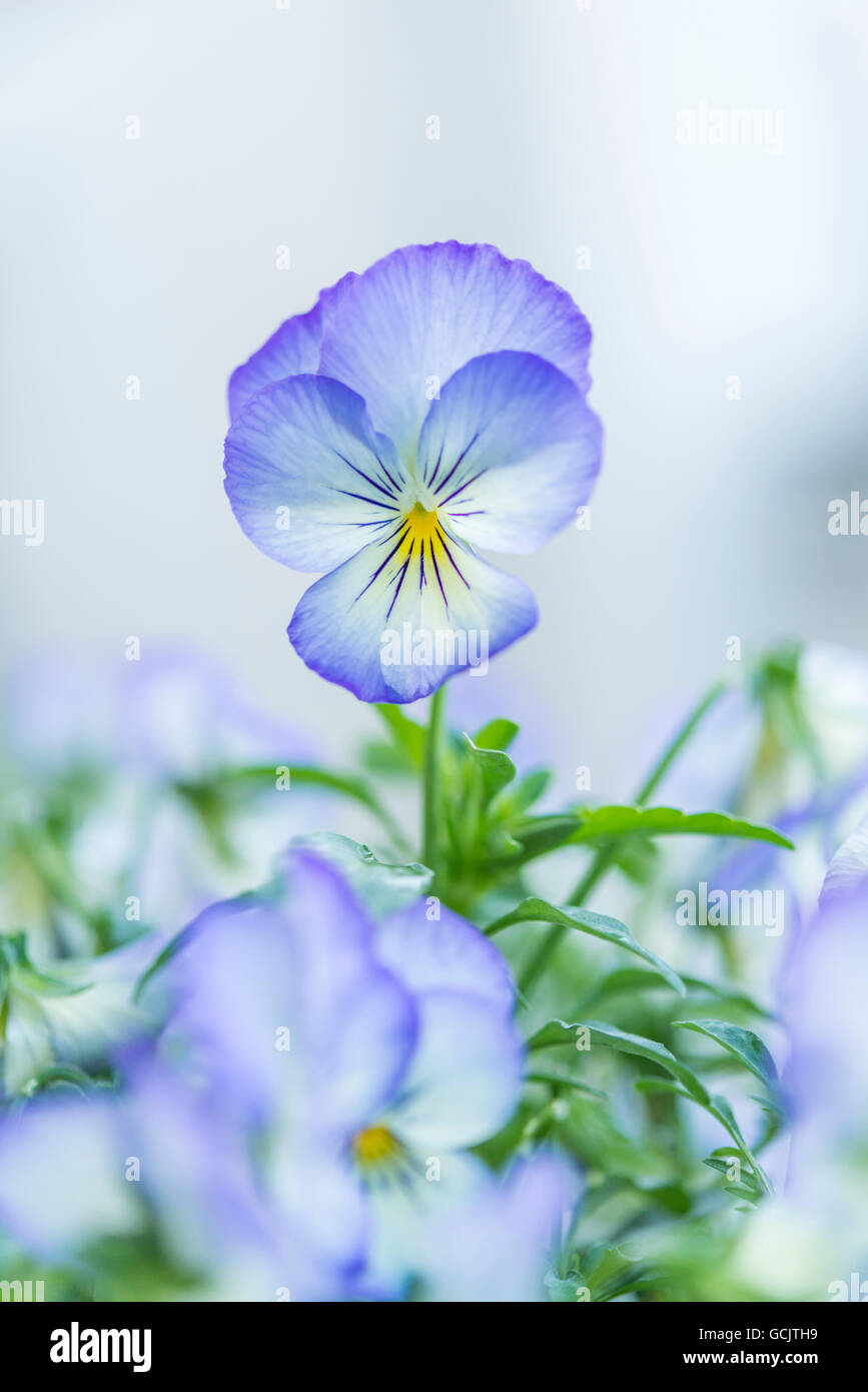 Primo piano di un cornuto fiore violaceo Foto Stock