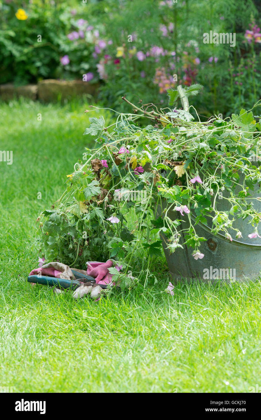 Cancellazione morti geranio piante da giardino in un secchio di metallo. Regno Unito Foto Stock