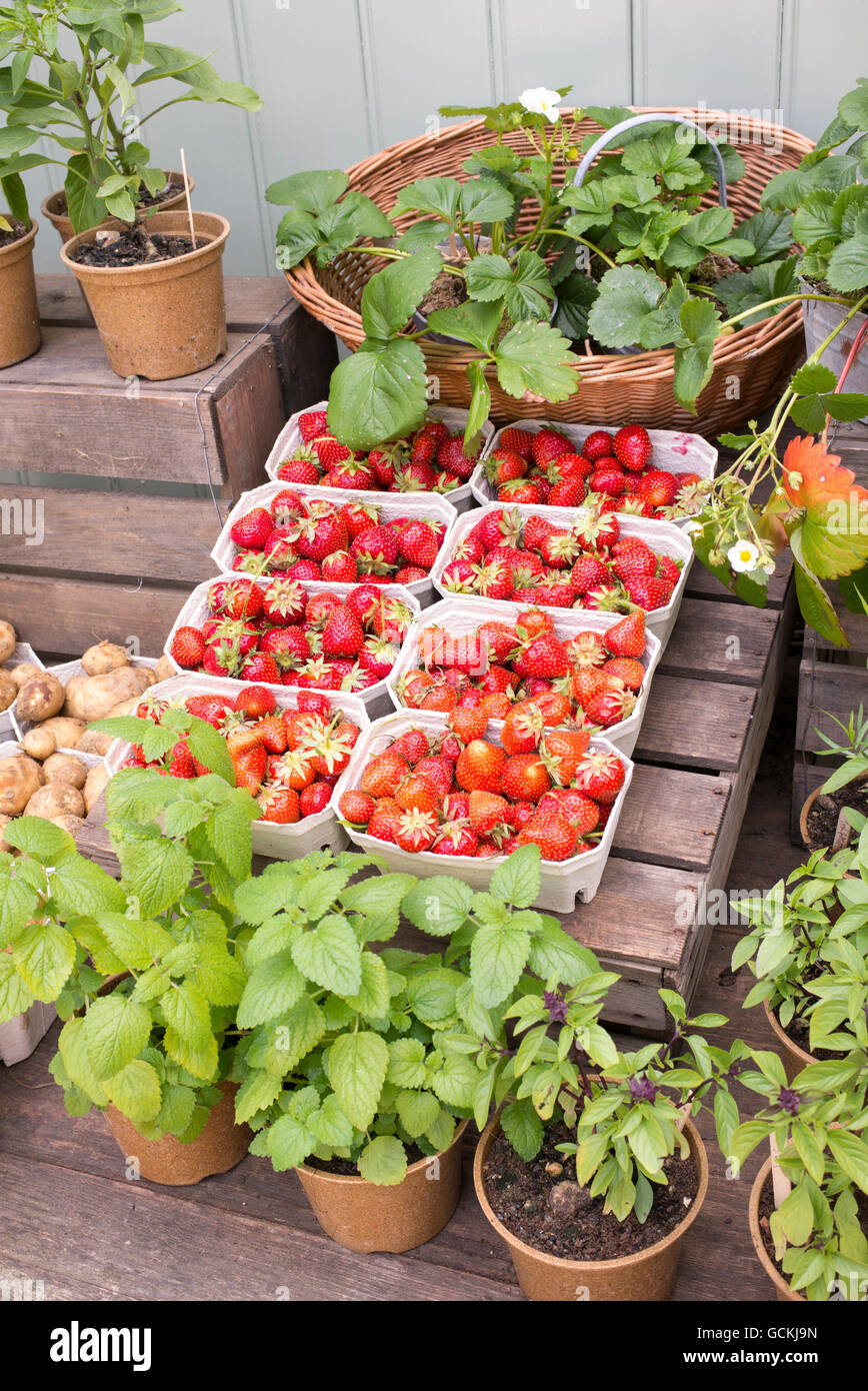 Piante in vaso e punnets di fragole organico al di fuori di Daylesford Organic farm shop, Cotswolds, Gloucestershire, Inghilterra Foto Stock