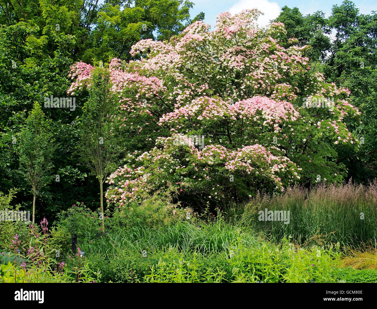 Cornus 'Porlock', un ibrido sanguinello mostra rosa rossiccio delle brattee e metà di foglie verdi. Foto Stock