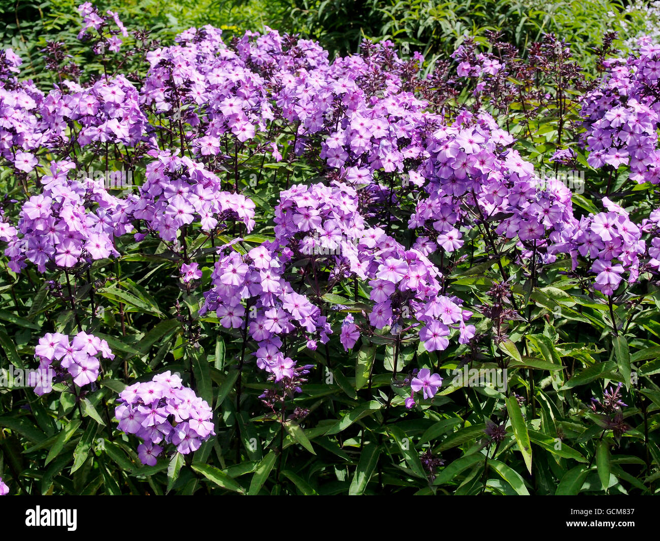 Phlox Paniculata 'Blue Paradise in un confine erbacee Foto Stock