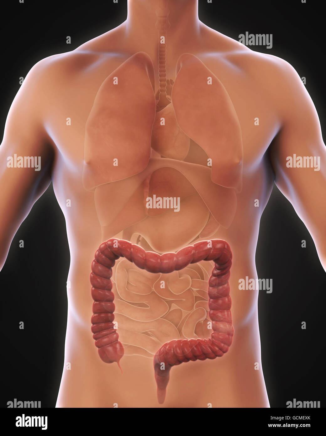 Colon umano anatomia Foto Stock