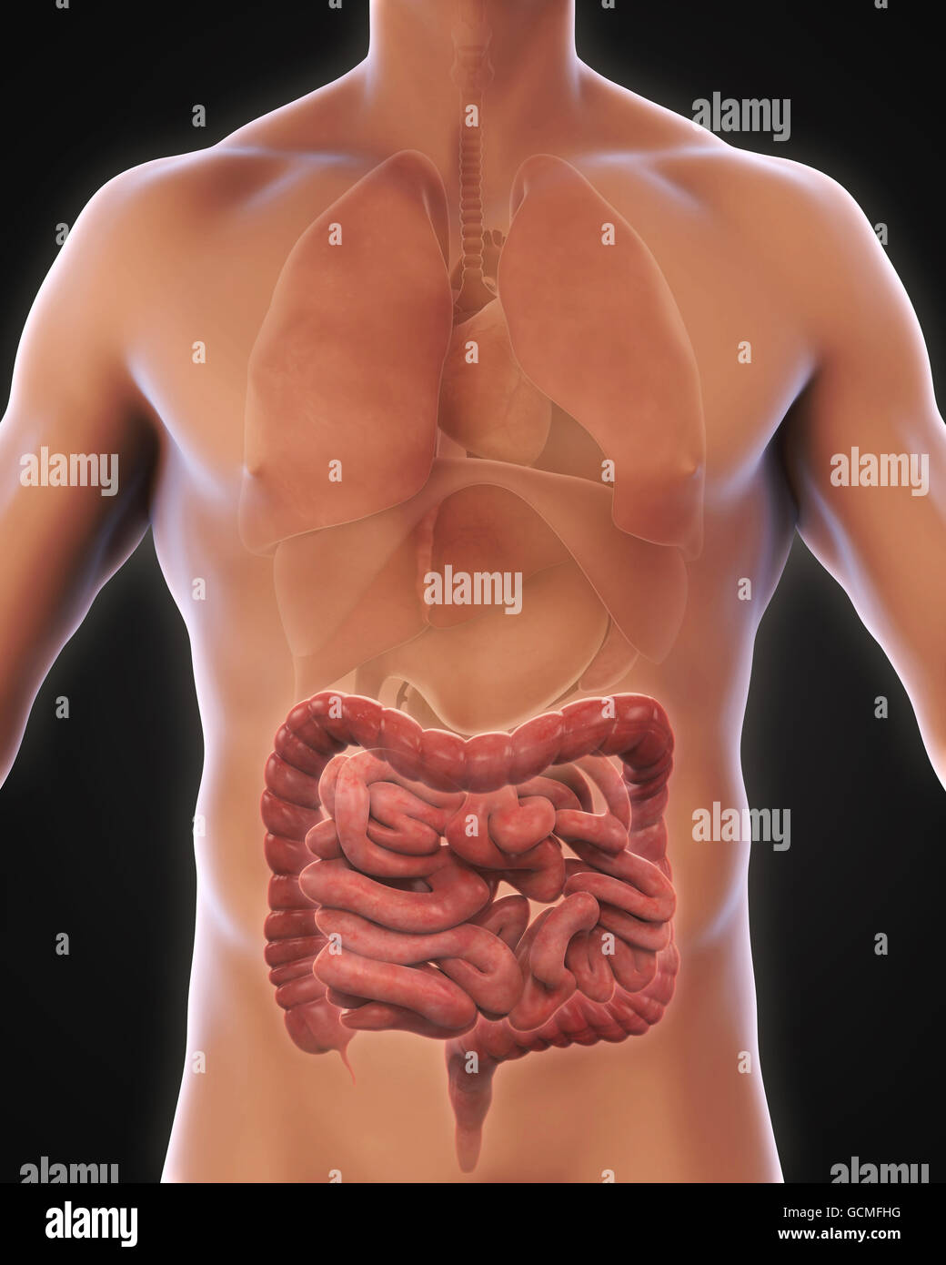Intestino umano anatomia Foto Stock