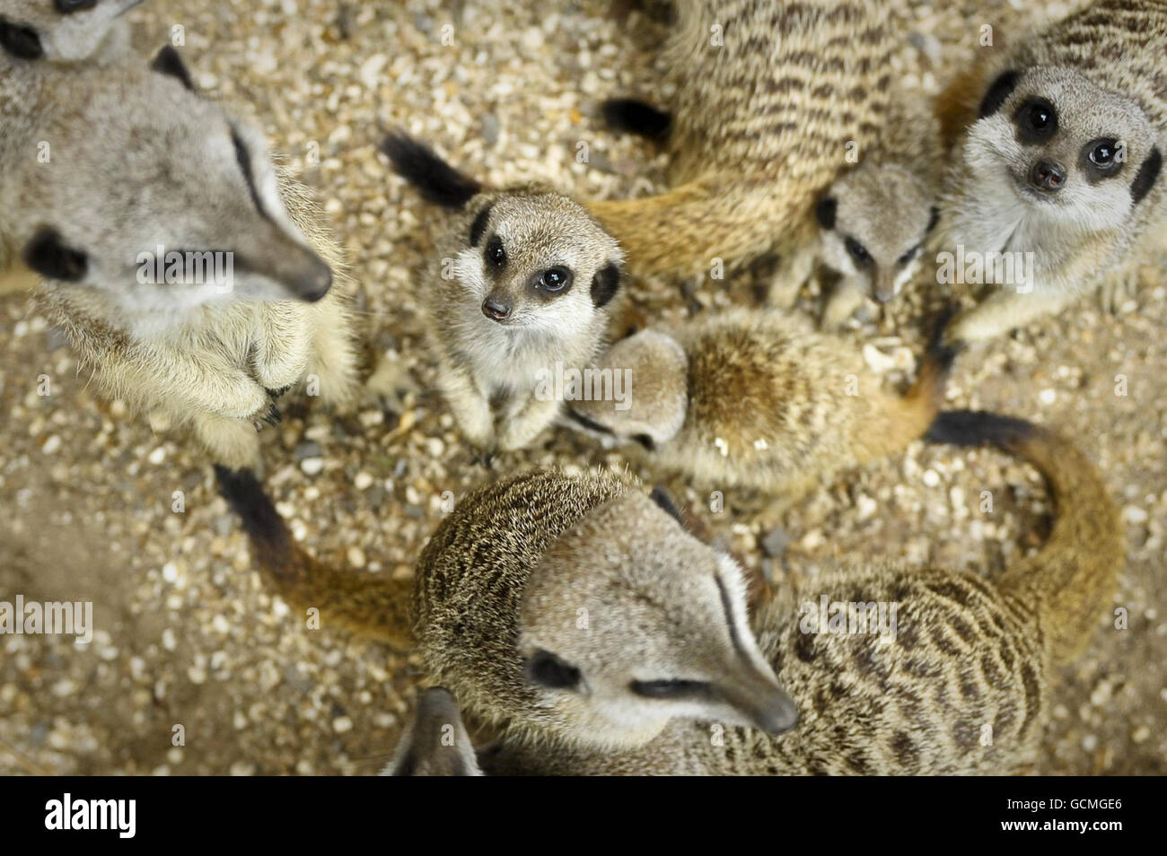 Una folla di meerkat con adulti e giovani è nata questa primavera nel loro recinto al Bristol Zoo Gardens. Foto Stock